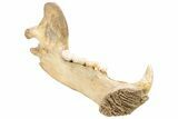 Fossil Cave Bear (Ursus spelaeus) Lower Jaw - Romania #240196-7